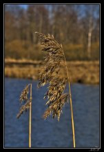 Ringing silence / ***