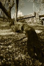 Old tree / ***