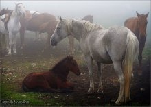 Horses in the Fog / http://www.annamariasats.com/ru/Photography.html