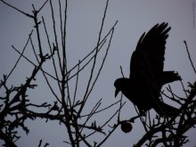 raven / ***