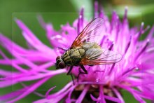 Field fly. / ***