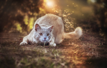 &nbsp; / Playing with a ray..