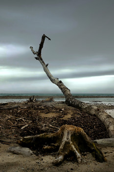 natures art / natürliche Strukturen und Gebilde in fine art fotografiert.