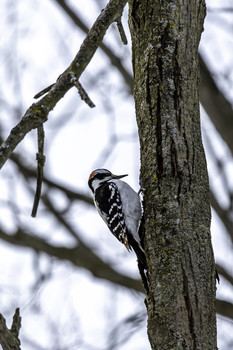 Downy Woodpecker / This Downy woodpecker really liked this tree as it searched for food