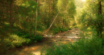 Forest creek / ***