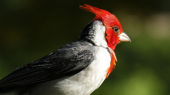 Red Crested Cardinal / Red Crested Cardinal
