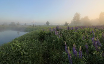 Lupins / ***