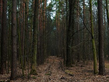 Forest / ***