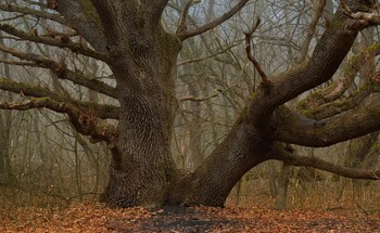 Oak-tree / ***