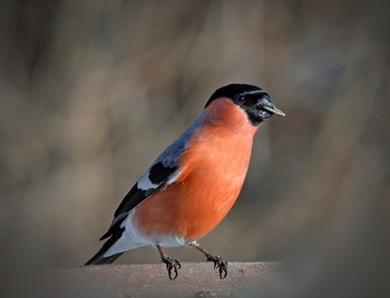 Bullfinch / ***