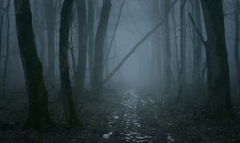 In forest / ***