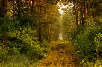 Morning in a pine forest / ***