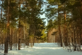 In a pine forest / ...