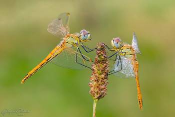 Face to face / Sympetrum fonscolombii