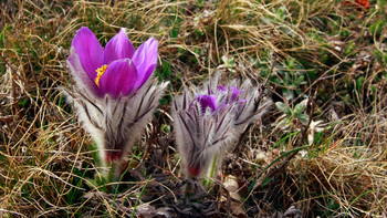 Pulsatilla Crimean / ***