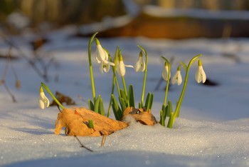 Snowdrops / ***