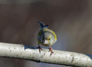 Yellow Wagtail / ***