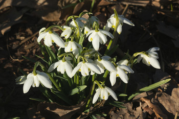Snowdrops / ***