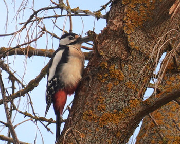 Spring has come / ...