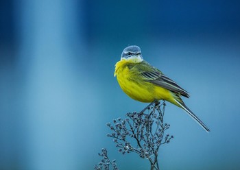 Yellow Wagtail / ***