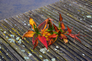 Colorful beautiful autumnal twig / Dieser Zweig hatte alle schönen Herbstfarben in sich und der Hintergrund passte genau in meine Komposition