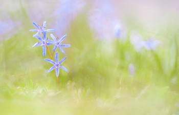 Blaustern / Blaustern