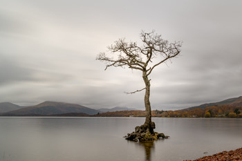 Loch Lomond / Looking out over the east side of Loch Lomond, Scotland, at the lonesome tree.