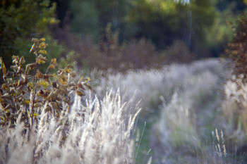  / Forest