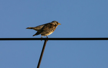 Blackbird spring / ***