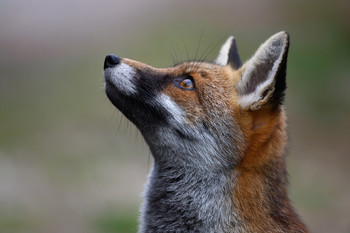 Fuchs / Junger Rotfuchs aufgenommen in der Maremma in Italien