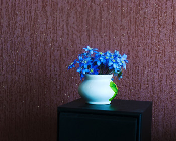 Spring flowers / ***