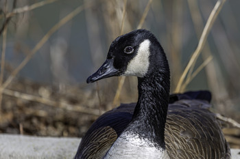 Canadian Goose Portrait / This portrait of a Canadian Goose is up close and personal