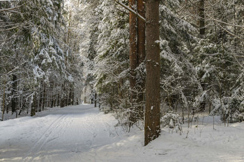 Winter Forest / ***