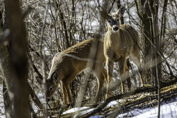 Two Deer / These two young deer were just hanging out looking for something to eat