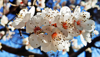 Spring Beauty / ***