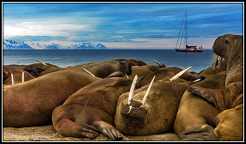 Animated landscape / ***
