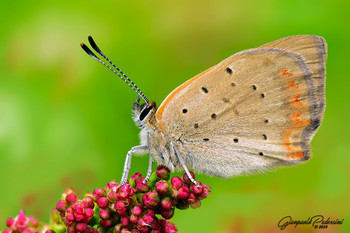 Late summer butterflies / Lycaena phlaeas