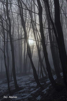 Mysterious forest / ***