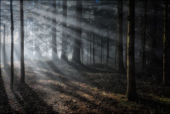 Strahlen / Licht im Wald