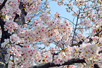 Sakura blossoms / ***