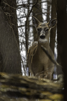 Momma Deer / This Momma deer was keeping its eyes on me and its baby