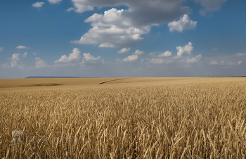 Expanse of fields / ***