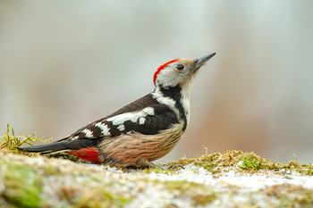 Middle spotted woodpecker / .....