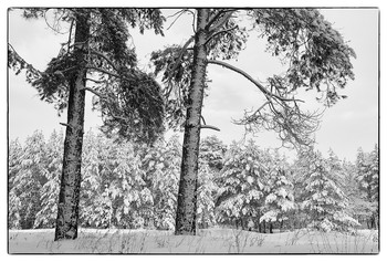 black and white winter / ***