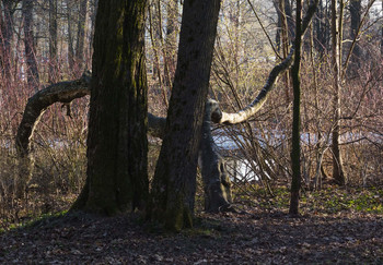 Spring in the park / ***