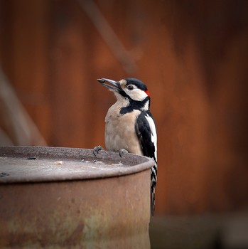 Woodpecker / ***
