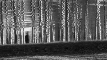 Birches / ***
