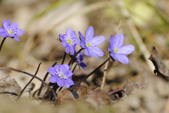 Spring flowers / ***