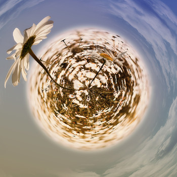 &nbsp; / planet of daisies..To live, you need the sun, freedom, and a small flower.
H. K. Andersen