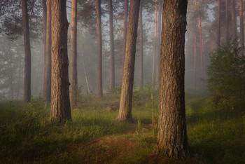 Pine forest / Fujifilm X-T3 + XF10-24mmF4